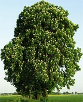 Aesculus Hippocastanum - Horse Chestnut Deciduous Tree from Heathwood Nurseries